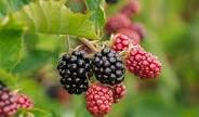 Kyrgyzstan Temporarily Bans Import of Fruit and Berry Seedlings from Non-EAEU Countries